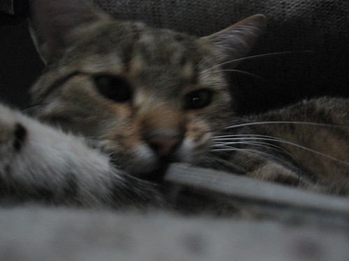 Mj Koteczek :*