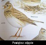 sowik