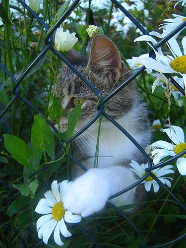 Mika