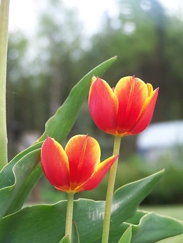 tulipany i reklama :)