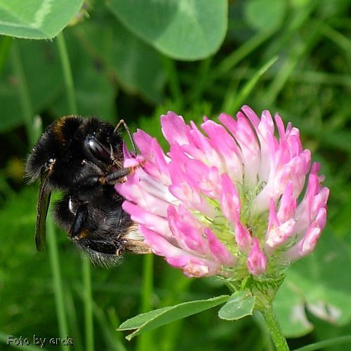 Trzmiel (ac. Bombus) 1/2