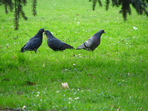 UWIELBIAM GOBKI