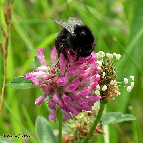 Trzmiel (ac. Bombus) 2/2
