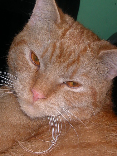 Maksymilian