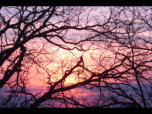 Behind the trees
