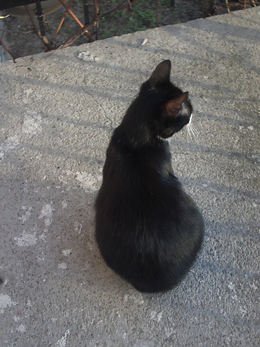 Kicia :*
