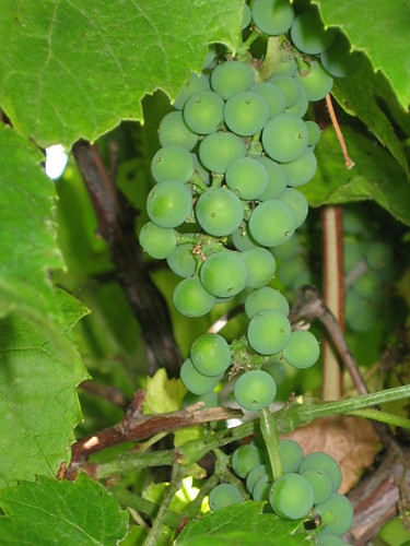 winne gronka