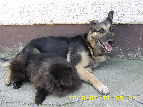Pupile