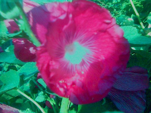 Malwa
