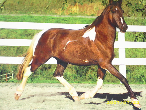 konik xD