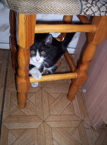 Merol:D