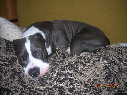 mj Piesek .On Mnie rozumie ;( 