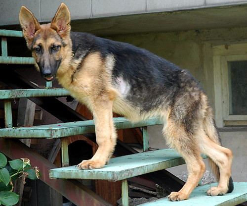 Lulu