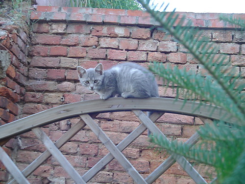wlaz kotek na potek :]