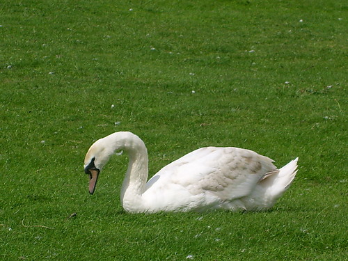ptaszek