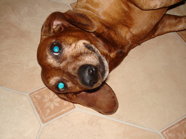 Plastu