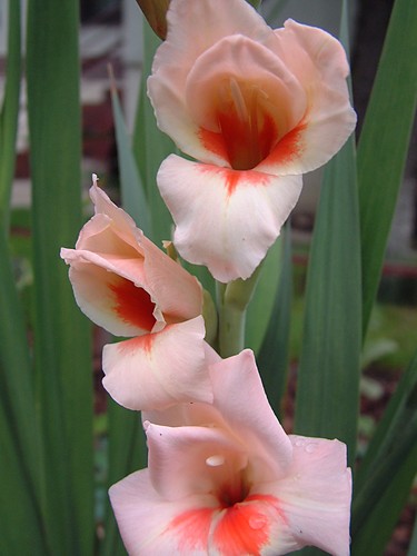 Gladiola