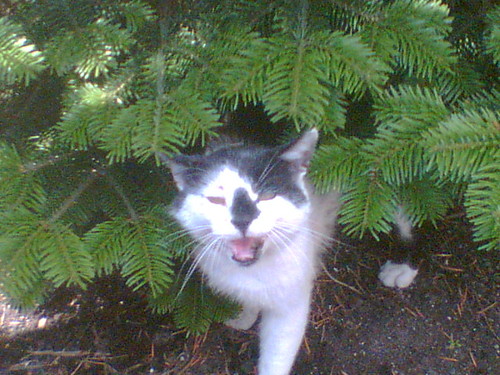 *** POLAREK ... sweet