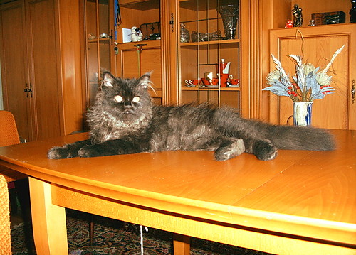 KoTeK