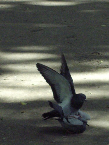 Learning of Flying...