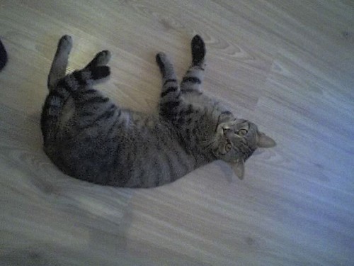 kici kici skurwysynu ^^