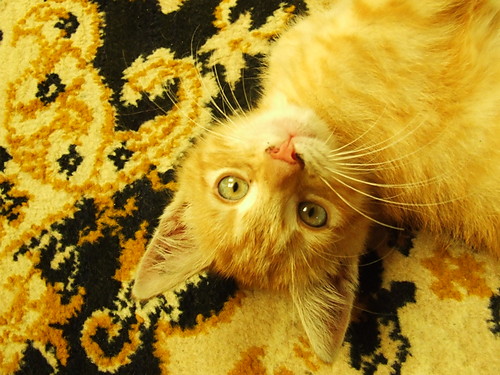 MeoW xD