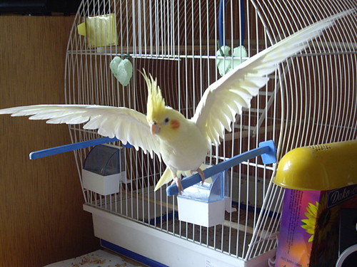 my parrot