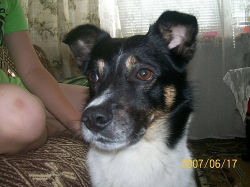   MJ PIESEK