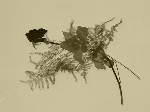 The GazettE