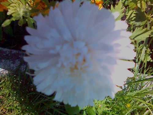 Aster biay