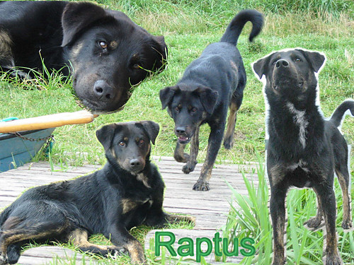 Raptus :*