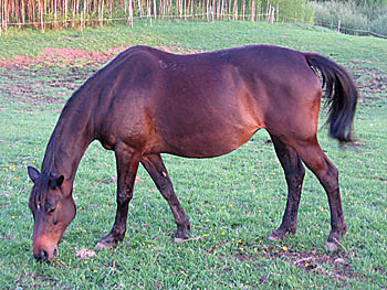 Koszatka