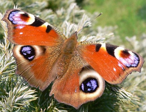 motyl. . . 