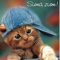 kotek =^..^=