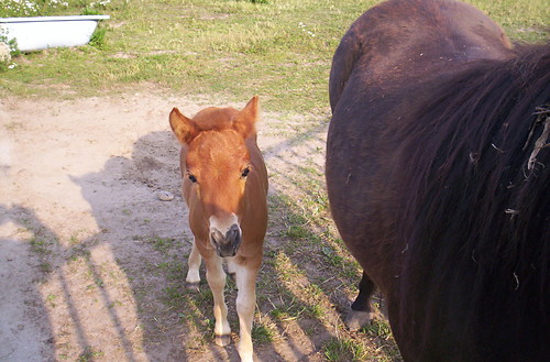 Konik