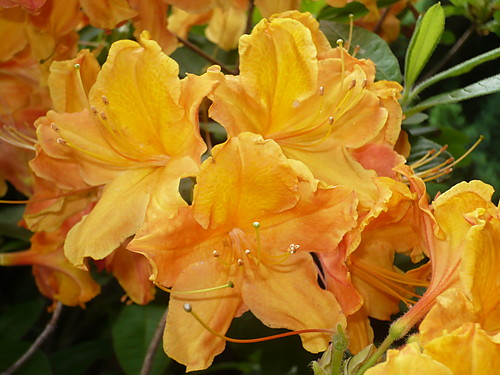 Azalia