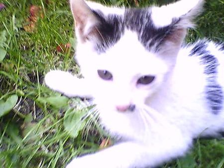 Bez Ciebie y nie mog,z Tob-
