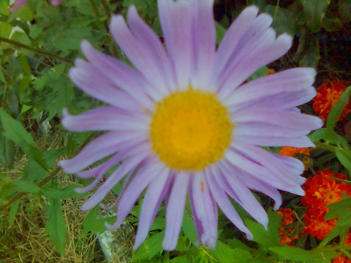 Aster fiolet