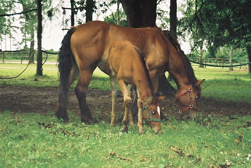 Carmen i zrebak