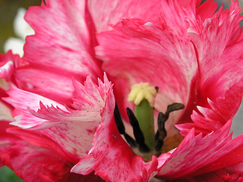 tulip
