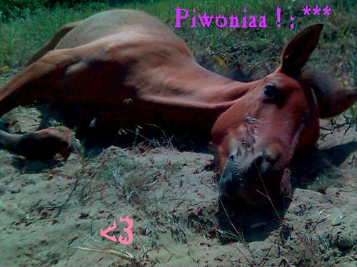 Piwonia 