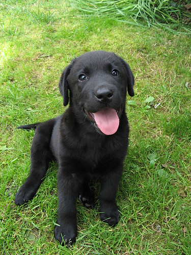 LABRADOR  :)