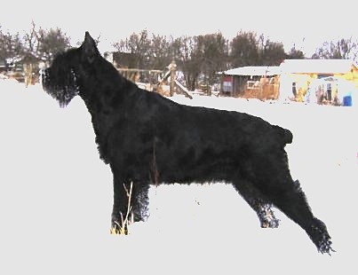Szata