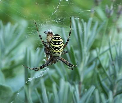 spider