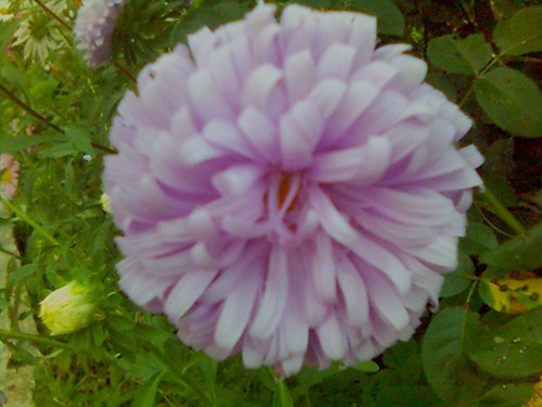 Aster fiolet puchaty