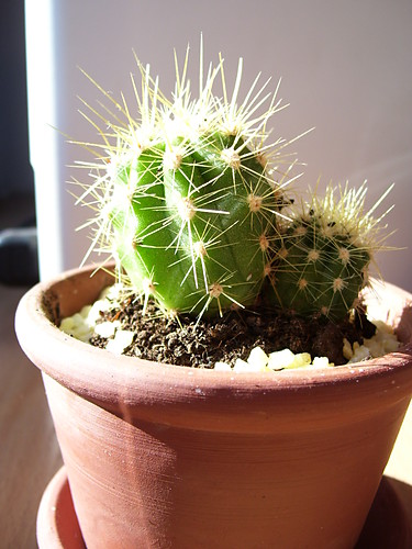 kaktus2.
