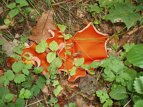 grzybek