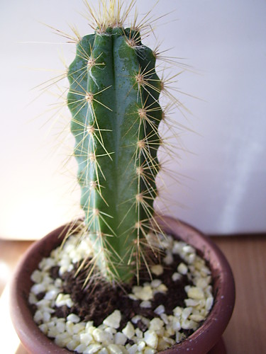 kaktus3.