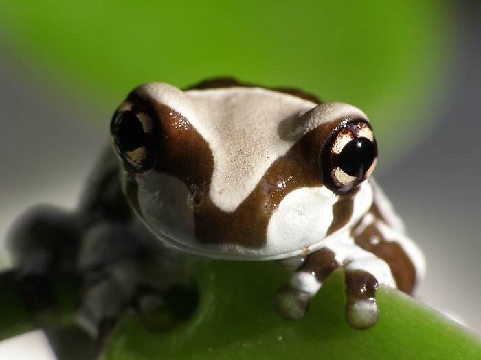 Phrynohyas resinifictrix