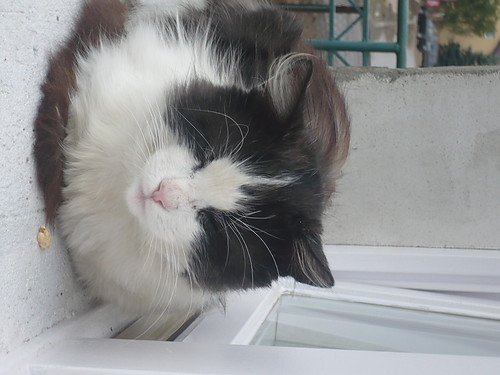 CD kotek